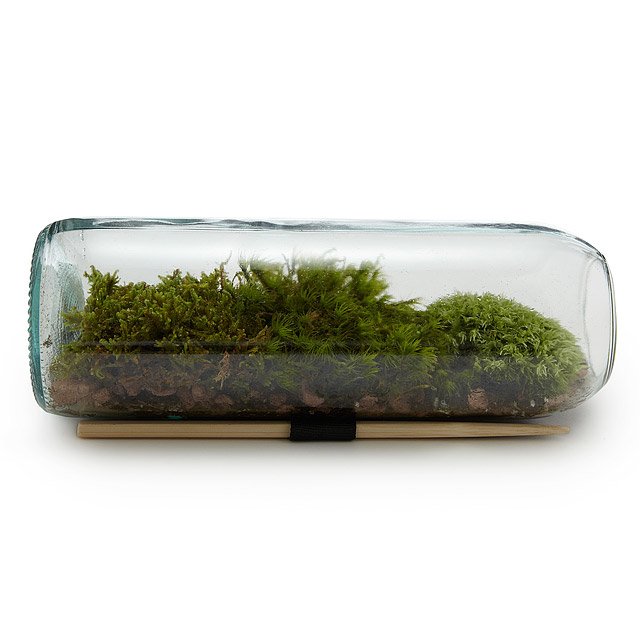 Moss Terrarium Bottle