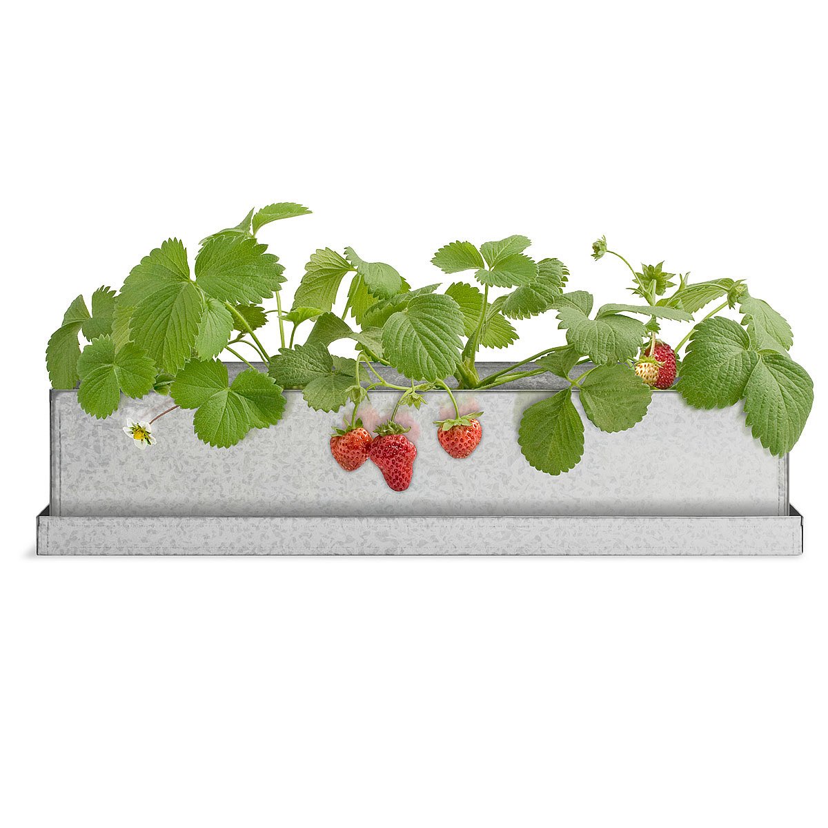 Strawberry Windowsill Growbox grow your own strawberries