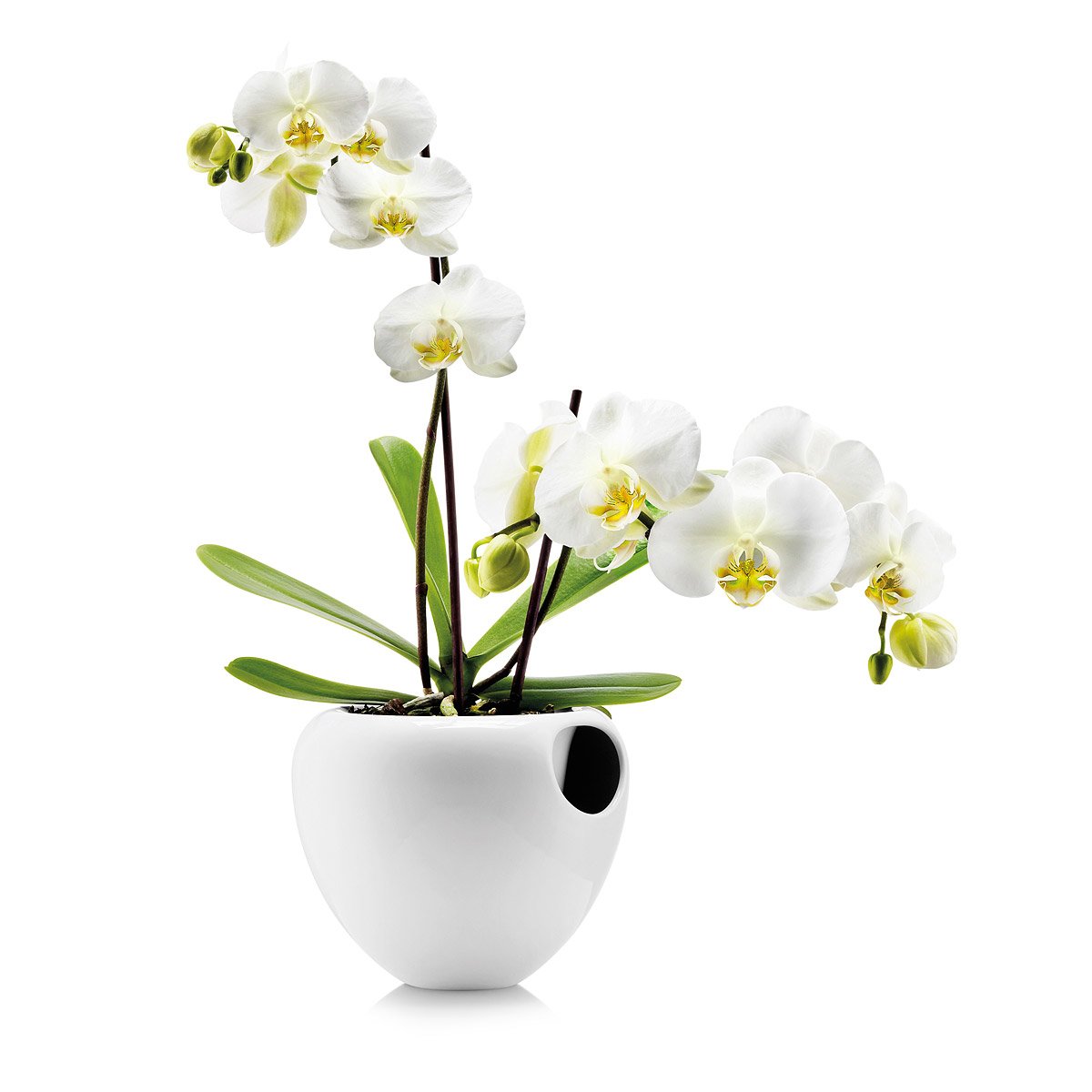 SelfWatering Orchid Pot Orchid Planter