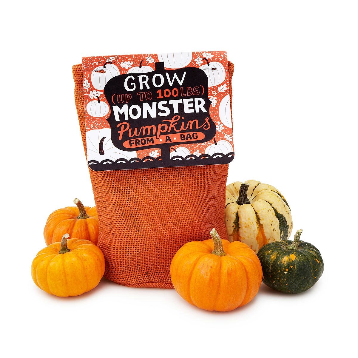 Pumpkin in a Bag Grow Kit pumpkin plant