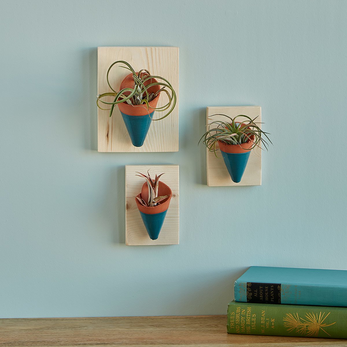 Air Plant Wall Sconces Clay planters, Wall sconce planter