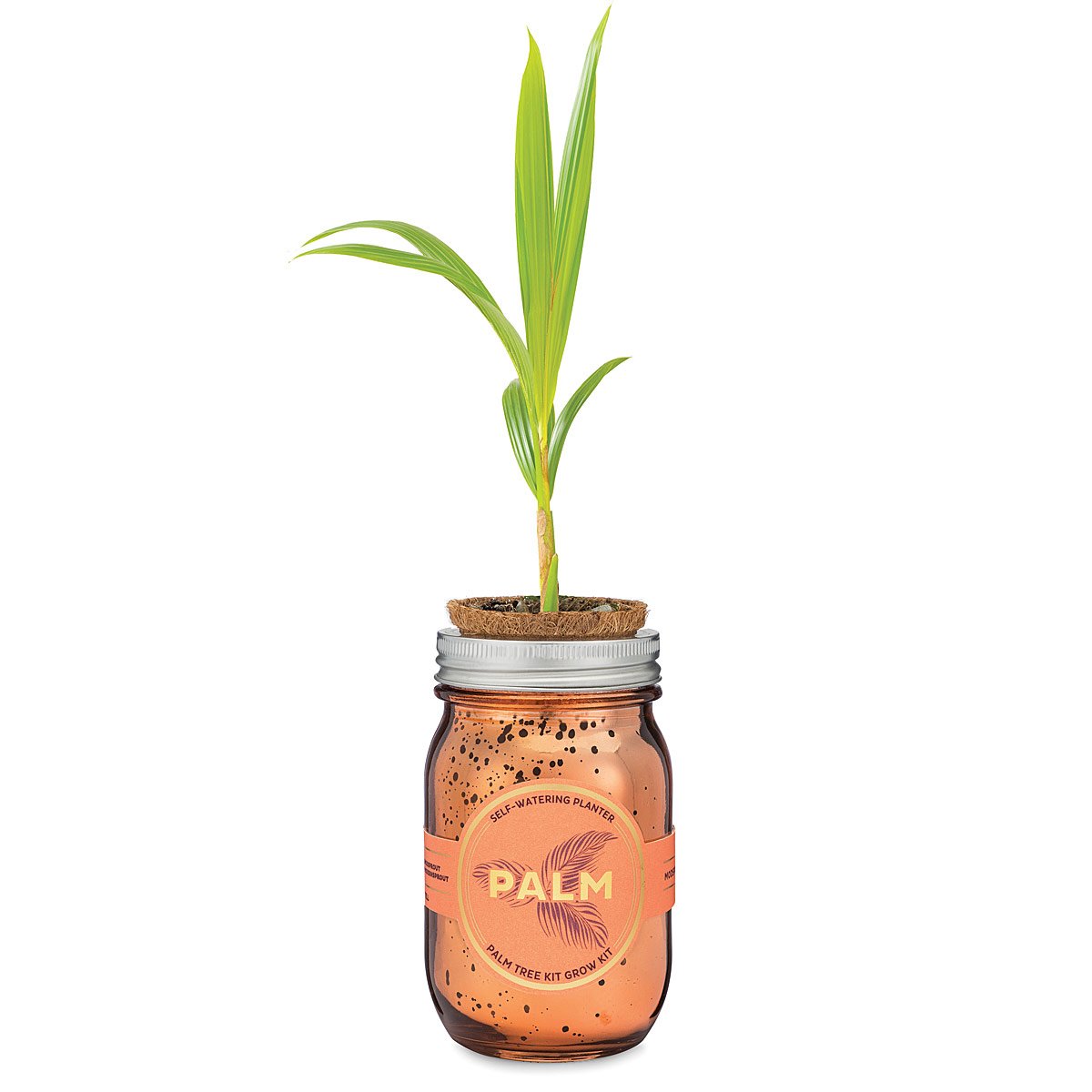Palm Tree Grow Kit Garden Jars; DIY Indoor Plants