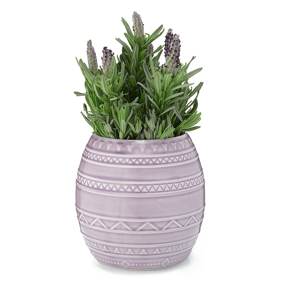 Lavender Blossoms Grow Kit How to Grow Lavender, Gardening Gifts