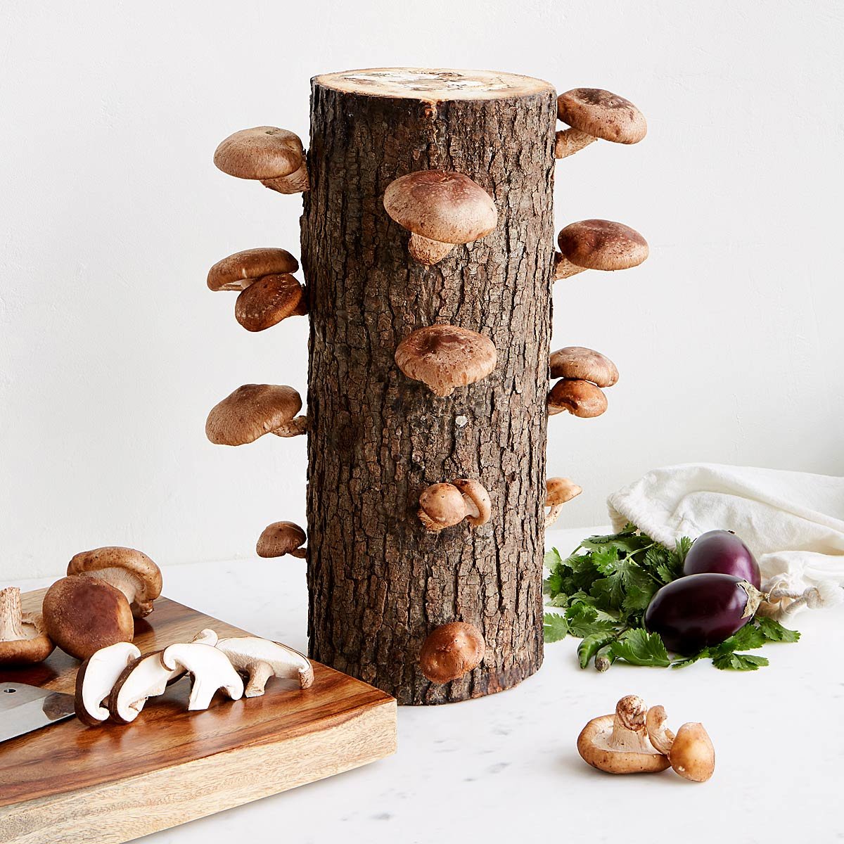 Shiitake Mushroom Log Kit Food Gifts, Garden Gifts Goods