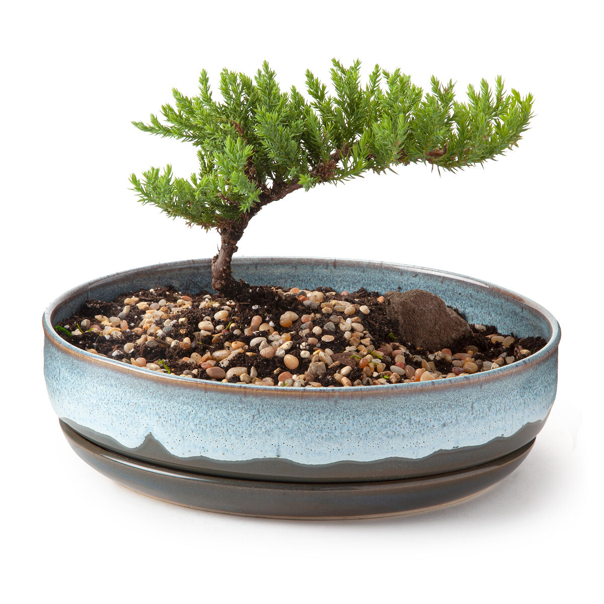 Bonsai Planter Bonsai Ceramic