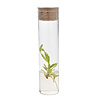 Biotech Blooms