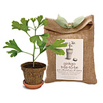 Ginko Tree To Be Kit