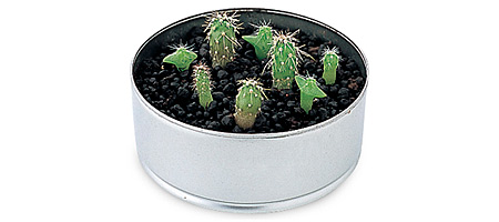 SPHERICAL CACTUS