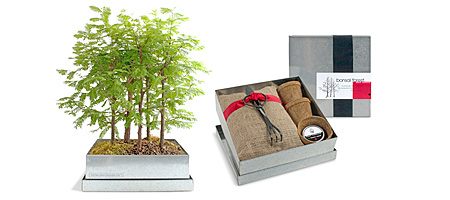 Bonsai Forest