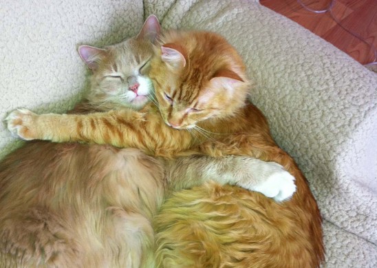 174999_1804672567309_1554737643_1850597_286654_o