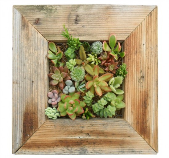 Succulent Living Wall Planter Kit | UncommonGoods