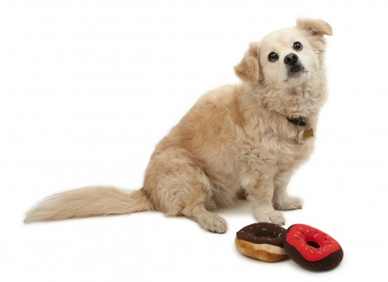 Squeaky Dog Donuts | UncommonGoods