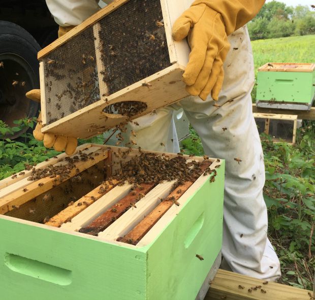 Keeping Bees in Upstate NY