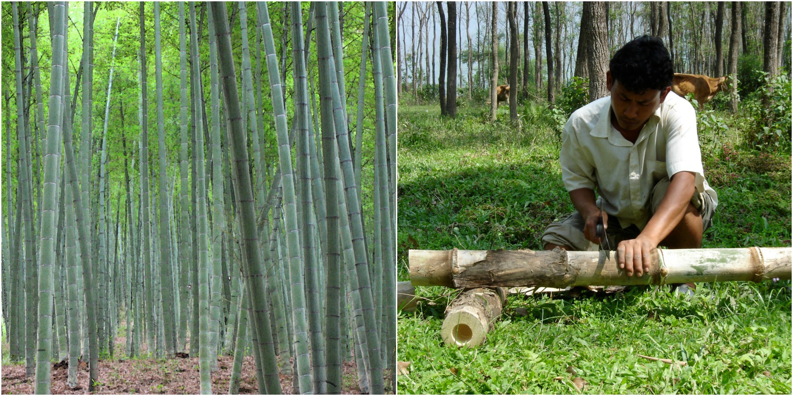 Harvesting Bamboo