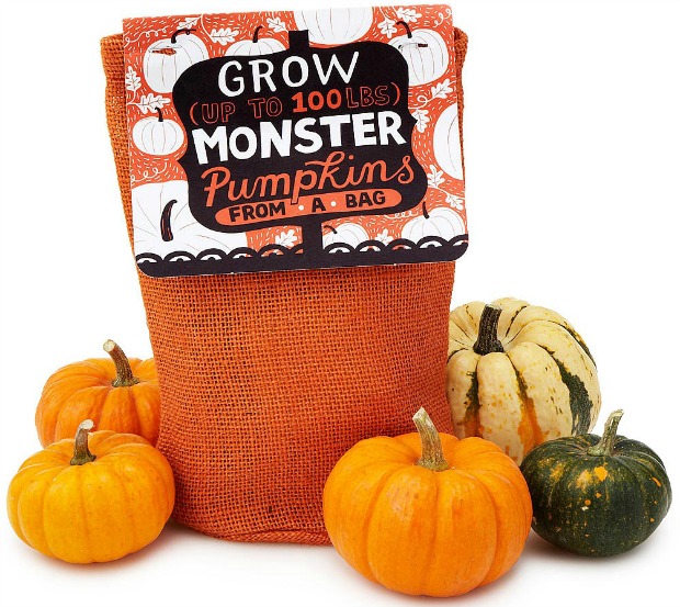Pumpkin in a Bag Grow Kit | UncommonGoods