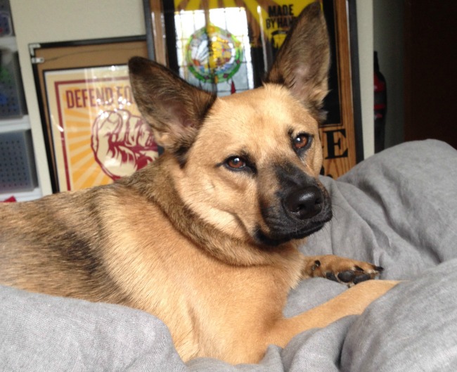 Jason Watkins dog 650