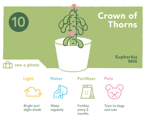 Crown of Thorns | UncommonGoods