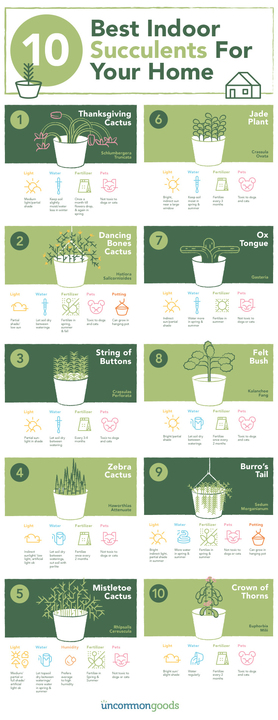 Indoor Succulent Infographic | UncommonGoods