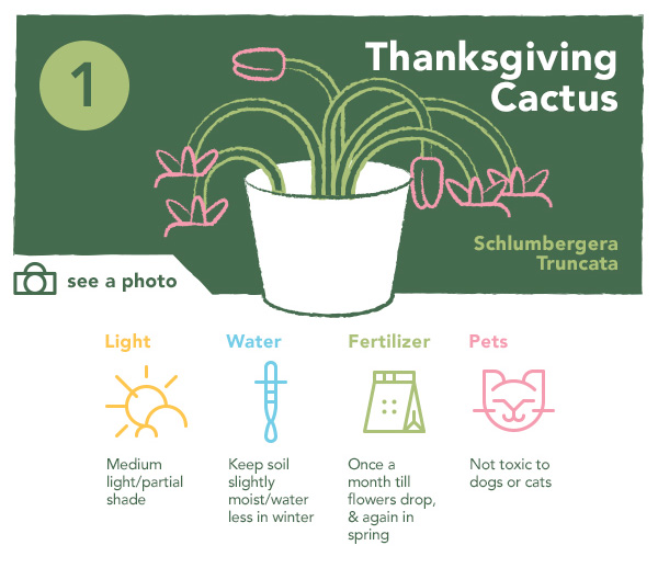 Thanksgiving Catcus | UncommonGoods
