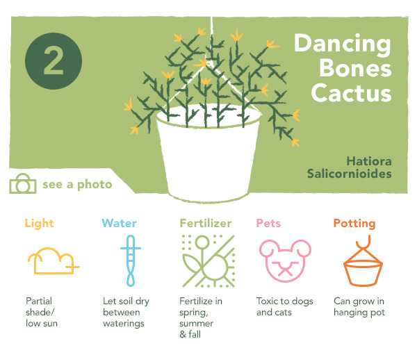 Dancing Bones Succulent | UncommonGoods