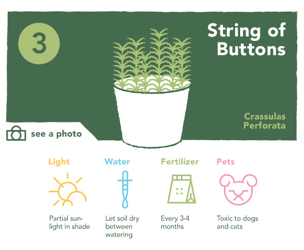 String of Buttons | UncommonGoods