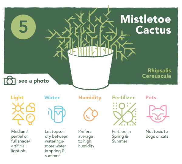 Mistletoe Cactus | UncommonGoods