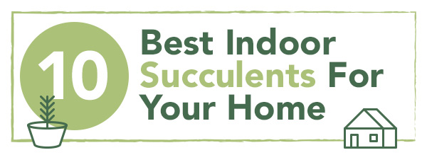 The 10 Best Indoor Succulents | Indoor Plant Tips | UncommonGoods