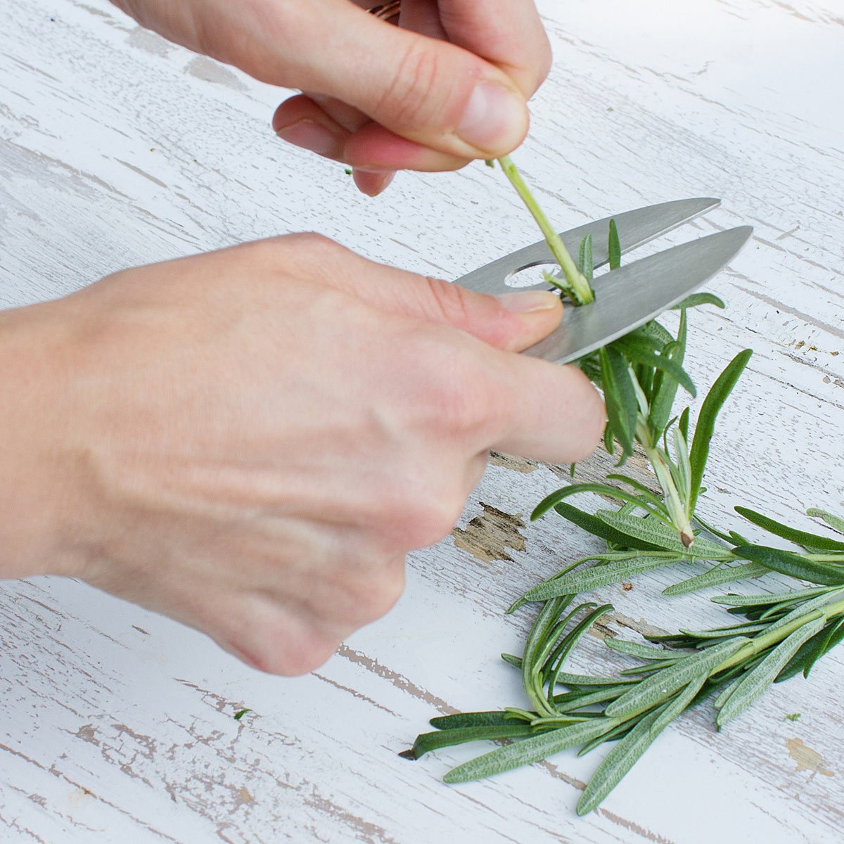 Kale & Herb Razor | UncommonGoods