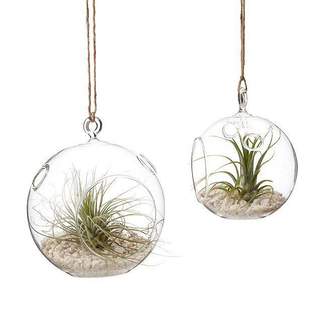 Hanging Globe Terrarium Garden Set of 2 air plant terrariums