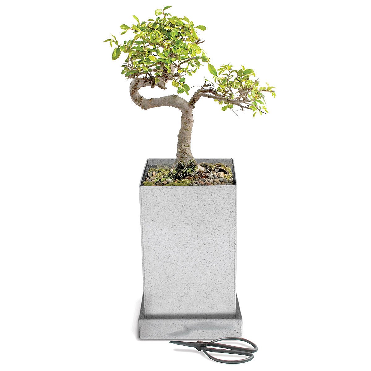 Japanese Elm Bonsai Specimen Tree bonsai supplies