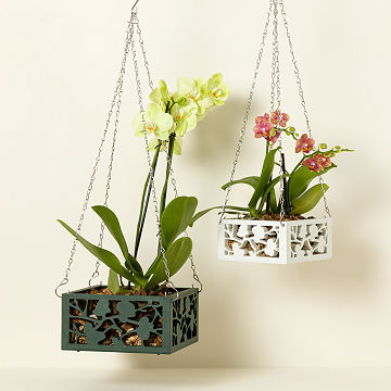 Uncommon Goods | Hanging Orchid Terrarium | Hanging Orchid